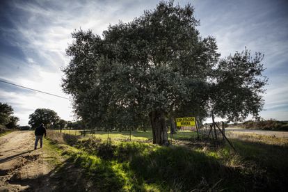 Una de las parcelas adquiridas por Berkeley en Retortillo (Salamanca) para su proyecto minero.