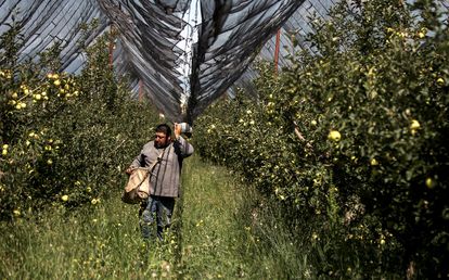 Un campesino trabaja en un cultivo de manzanas en una granja de Saltillo (México).