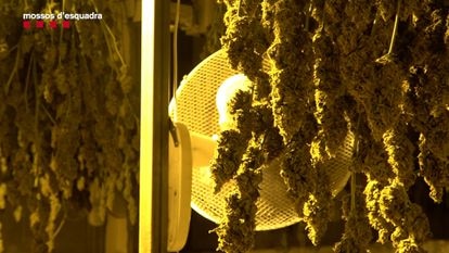 Una plantación de marihuana desmantelada por los Mossos.