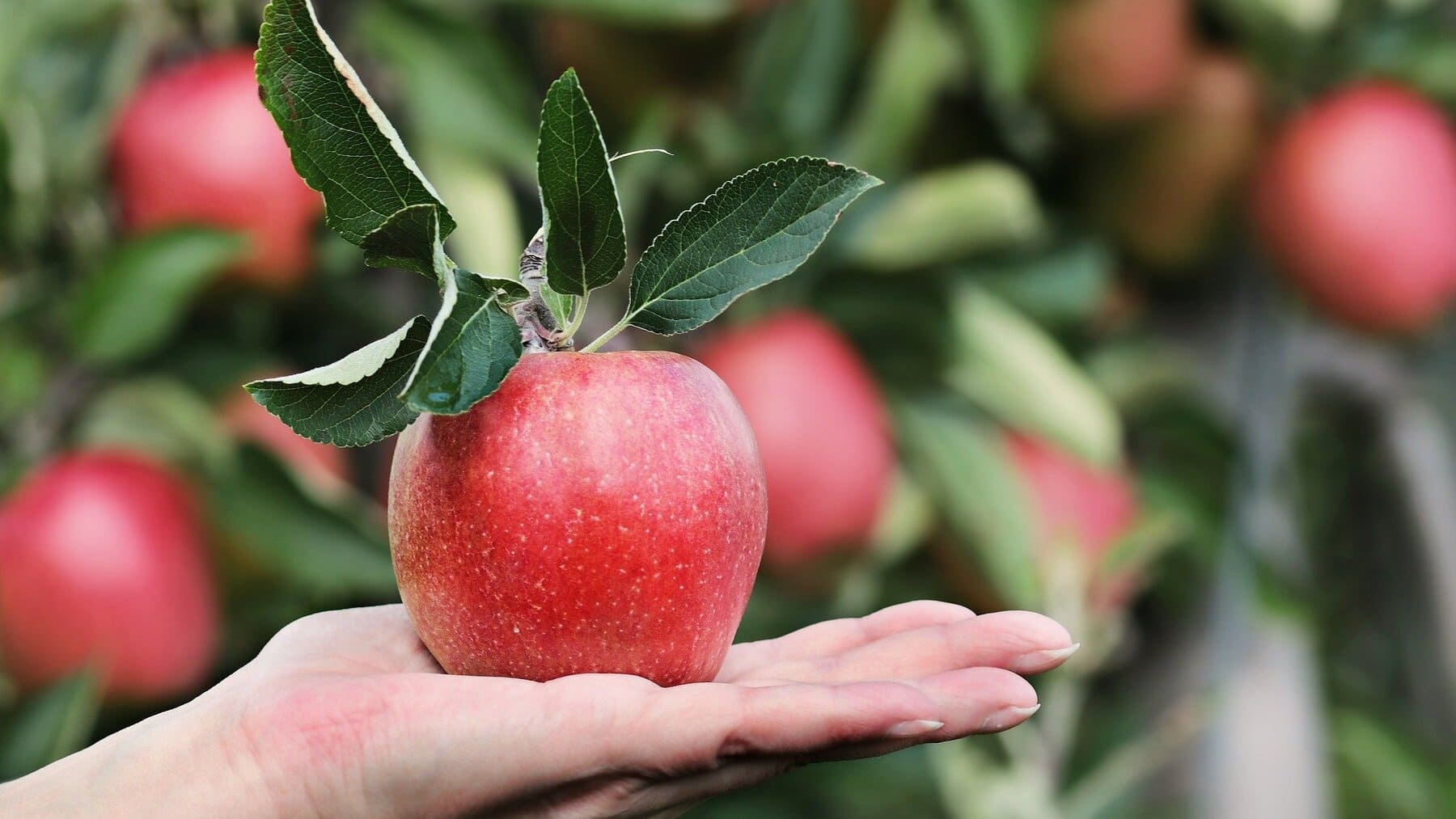 Las 5 mejores frutas para picar a media mañana