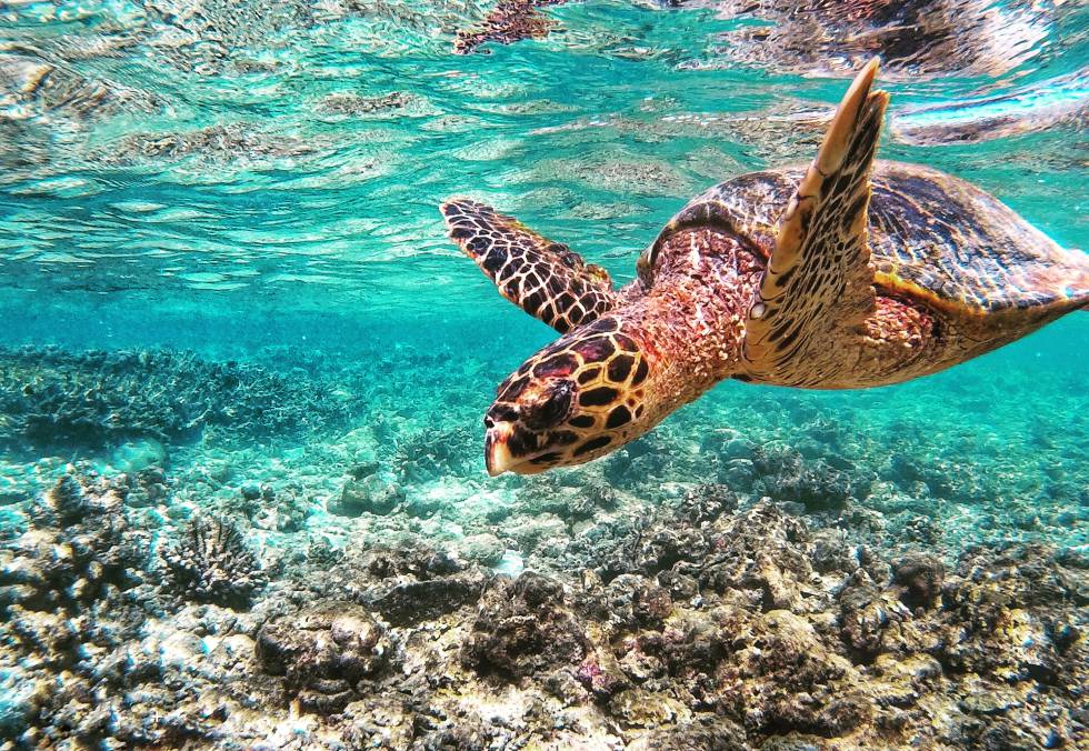 Una tortuga en aguas junto a la isla de Thulusdhoo, en Maldivas