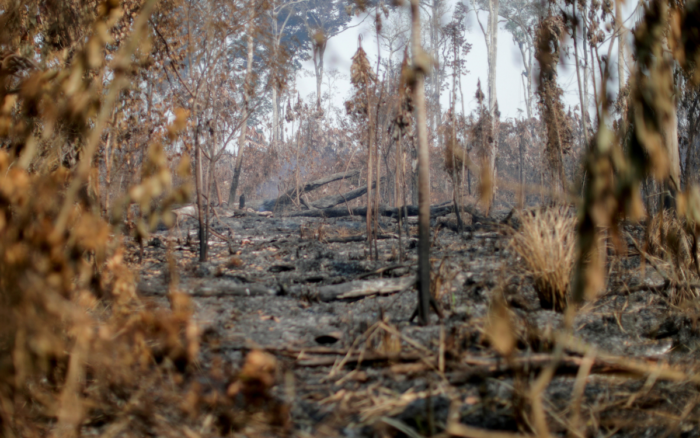 Más de 10 mil especies están en peligro de extinción en el Amazonas: Informe