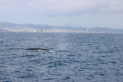Un ejemplar de rorcual con Barcelona al fondo.