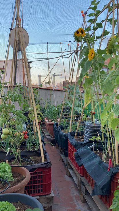 Un pedazo del huerto de Robert Strauss.