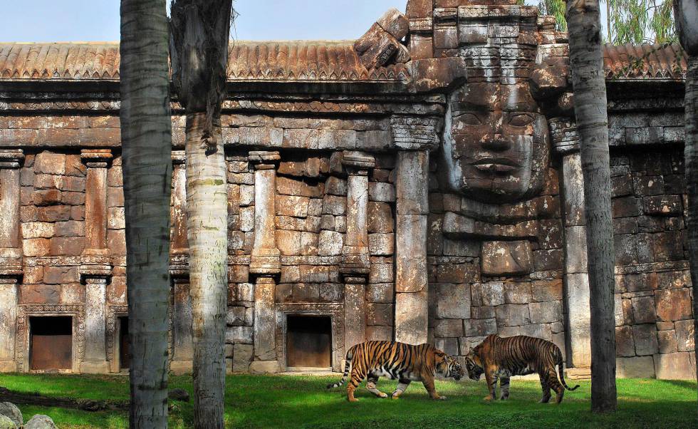 Tigres de sumatra en el Bioparc de Fuengirola.