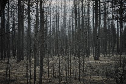 Los incendios forestales cercanos arrasan los bosques en Oregon.