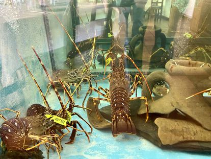 Vivero de langostas ibicencas en el restaurante Can Gat. J.C. CAPEL