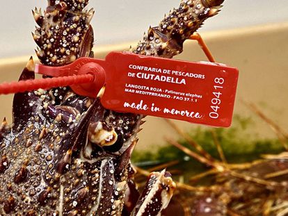Langosta roja de Menorca con su brida obligatoria. J.C CAPEL