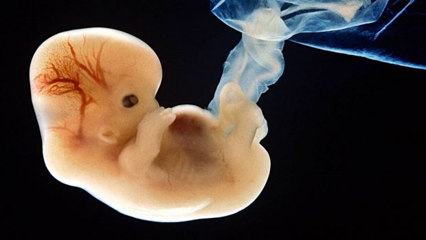 manipulación genética adn adn