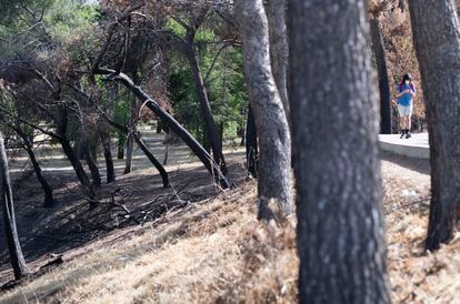 Restos del incendio que se ha producido en el pinar del parque de la Virgen Blanca este verano. 