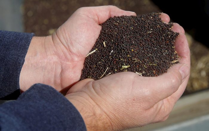 España: Financiarán investigación sobre digitalización de semillas y código abierto