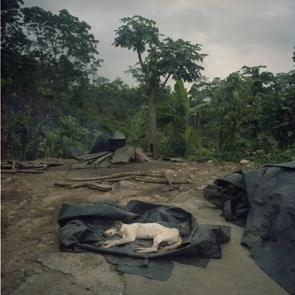 Un perro descansa frente a un fogón en Patanemo.