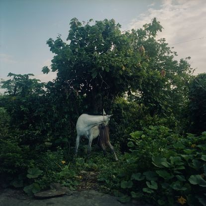 Un caballo de trabajo se muerde la cola durante su descanso de cargar sacos de cacao en una finca en Patanemo. Le pertenece a la familia Flores, quienes trabajan en estos terrenos. 