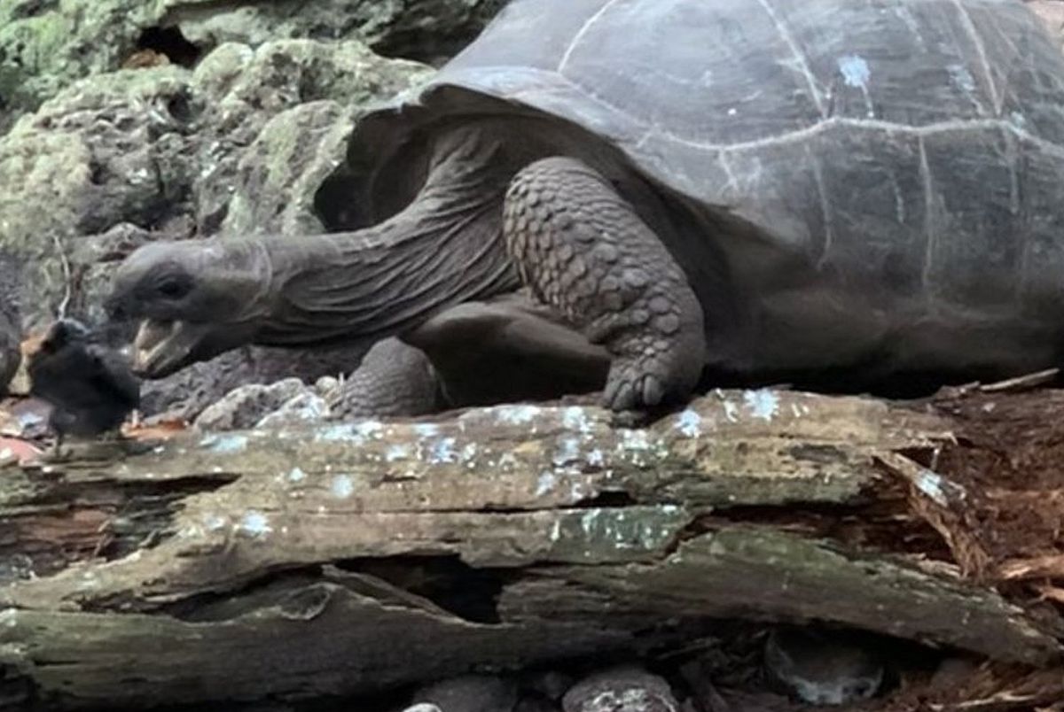 La primera tortuga gigante vegetariana que caza y devora pájaros