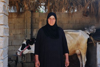 Saya Ishab junto a varias vacas en el patio de su hogar. Saya perdió a su marido, Safa. De su hijo Haiza, de entonces 16 años, no conserva nada, ni siquiera una foto. Pincha en la imagen para ver la fotogalería