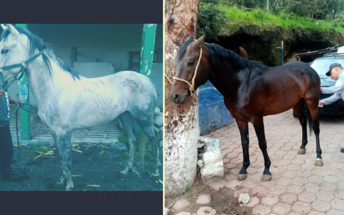 caballos-guardia_montada-antes-despues