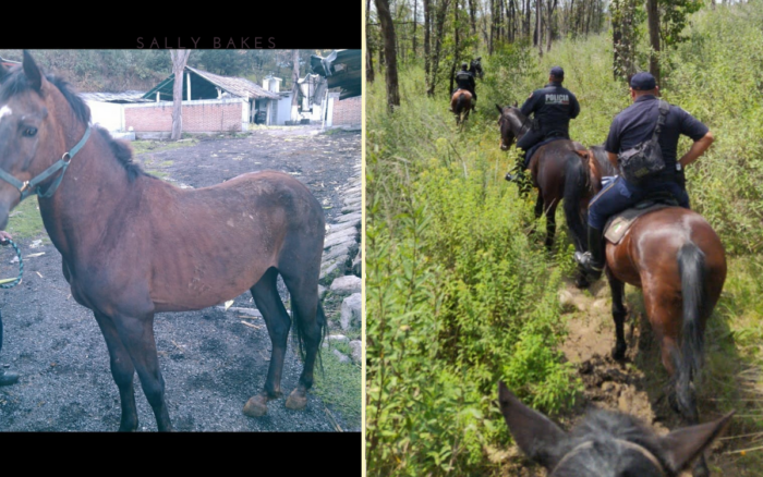 caballos-antes-despues-2