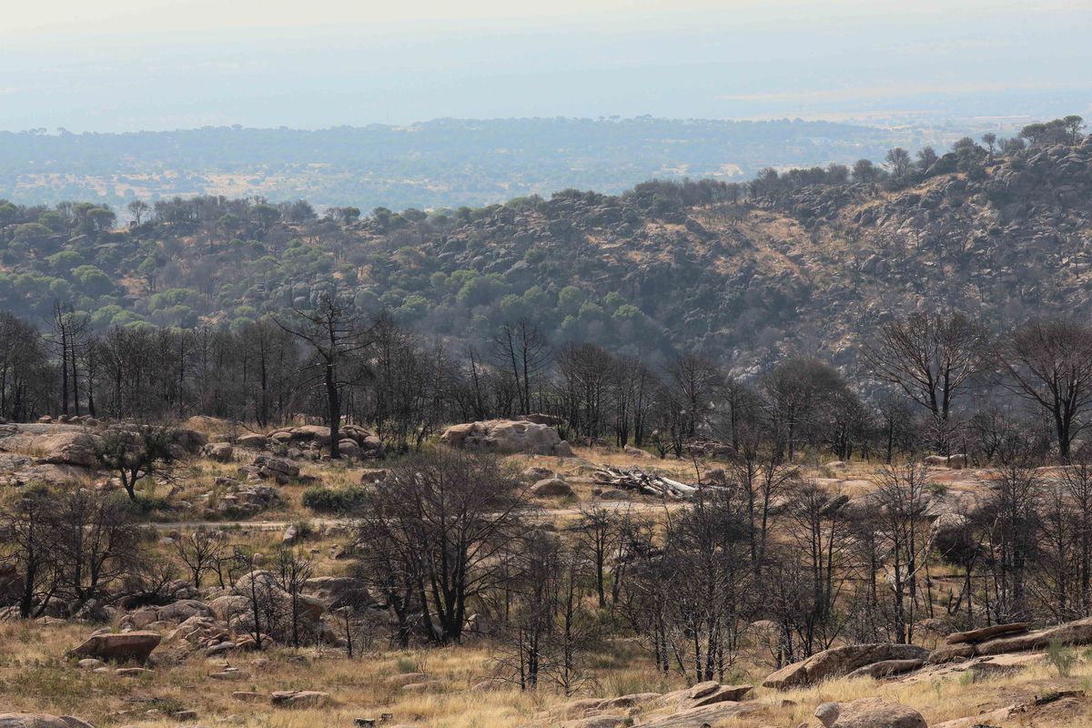 Cómo recuperar un monte carbonizado después de un brutal incendio