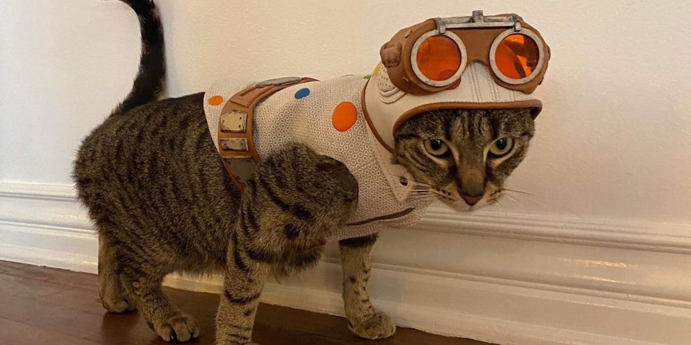 El actor de Suicide Squad adoptó a Stray Cat y le regaló un disfraz de hombre con lunares