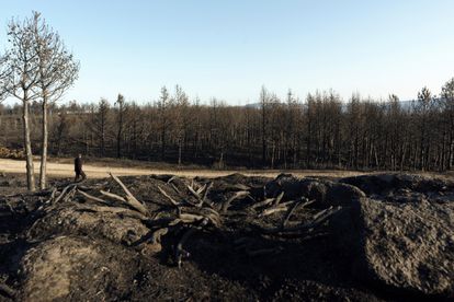 Pinares quemados en la cresta de la sierra del Pico Zapatero.