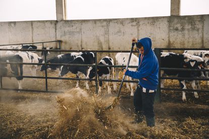 Los ganaderos pretenden transformar los residuos que generan sus animales.