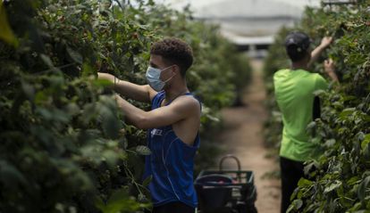 Dos de jóvenes migrantes que se incorporaron durante el estado de alarma a la campaña de la recogida de frutos rojos en Huelva, en una imagen de mayo de 2020.