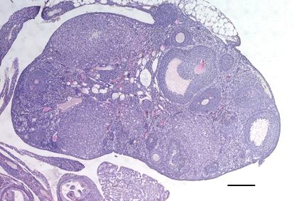 Ovario de uno de los ratones modificados para producir más óvulos.