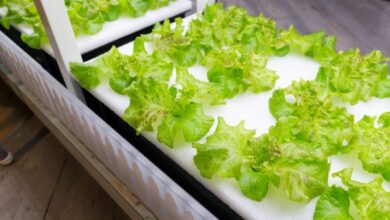 La startup de cultivo hidropónico Just Vertical cultiva el crecimiento en casa