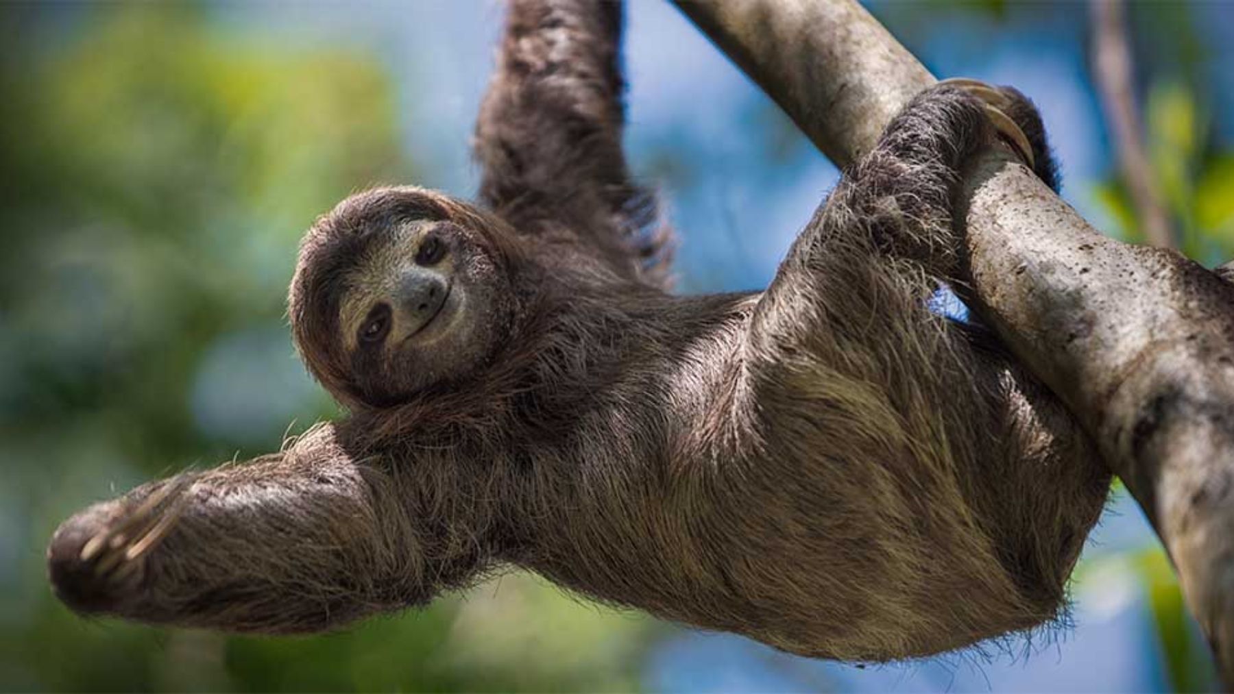 Los animales más lentos del mundo y cómo sobreviven