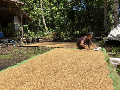 Una mujer secando granos al sol en Kalimantan occidental, Indonesia. Una concesión de aceite de palma se superpone a sus tierras de cultivo y amenaza el acceso a alimentos para ella y de su familia.