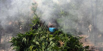 Soldados mexicanos destruyen una plantación de marihuana durante una redada contra un laboratorio de drogas clandestino, en Tecate (México).