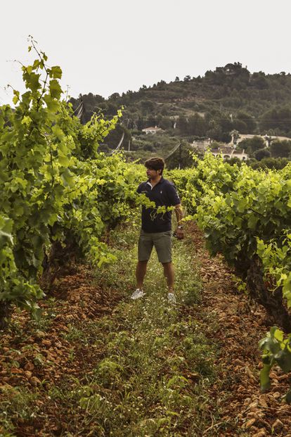 Joan Abril en una viña de la Casa Agrícola de Pepe Mendoza.