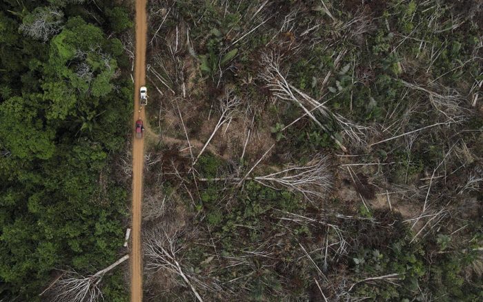 WWF denuncia que en el último año se perdieron más de 10 mil km cuadrados de bosques en la Amazonia