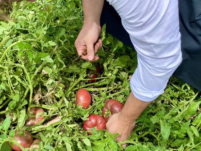 Ocultos bajo sus ramas y hojas. J.C.CAPEL