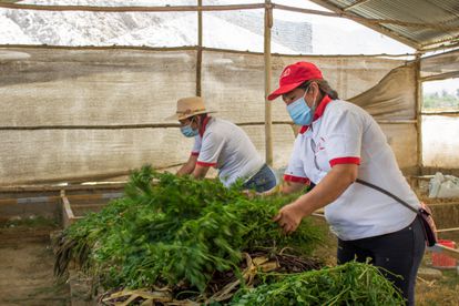 Los cuyes son alimentados con una mezcla natural de maíz, harina de alfalfa, torta de soja y afrecho. La asociación produce parte de estos insumos en su chacra al sur de la capital peruana. En la imagen, Dora Santos y Gisela Ramírez.