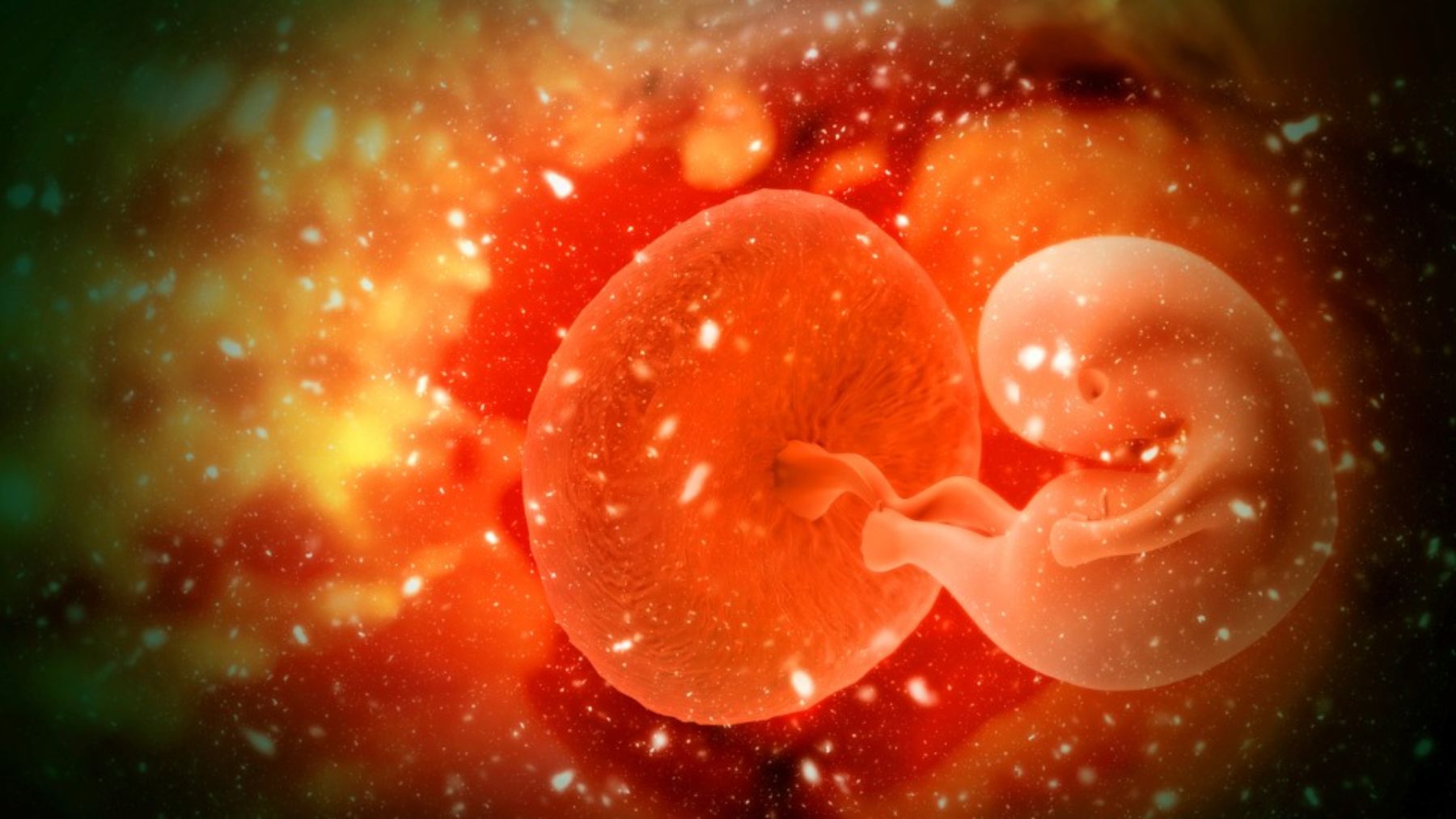 Cuáles son las membranas extraembrionarias y cuál es su función