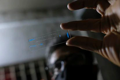 Un biólogo muestra una placa que contiene ovarios de mosquitos 'Anopheles aquasalis' para ser estudiados.