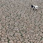 Imagen de la laguna de Aculeo en Paine (Chile) en enero de 2019 totalmente vacía por la sequía.