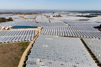 Invernaderos para el cultivo de fresas en la cuenca del Guadalquivir.