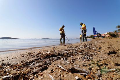 Operarios retiran del mar los peces muertos que han aparecido por quinto día consecutivo este viernes en las playas del Mar Menor en Murcia.