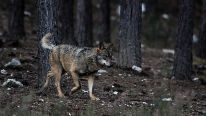 Lobo en semilibertad en el Centro del lobo ibérico de Castilla y León, en Robledo (Puebla de Sanabria).