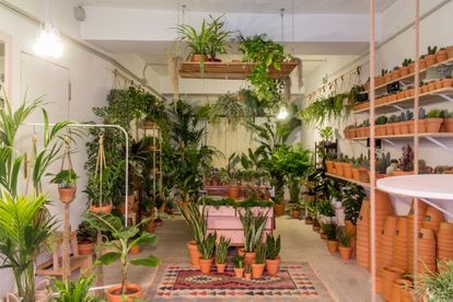 Topanga Plantería, un pequeño reducto del paisaje californiano en Lavapiés.