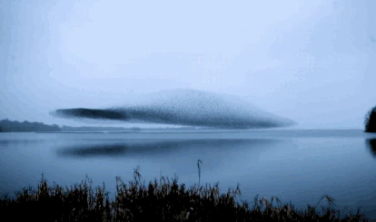 Una bandada de pájaros, vista en el grupo de Reddit 'Murmuration', donde hay decenas de tomas fantásticas.