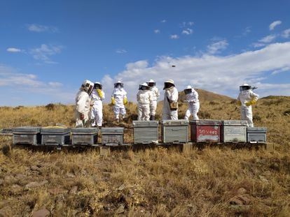 El resto de departamentos del instituto también se sumó al proyecto. En Lengua y Literatura, explica Provincial, describían el proceso de extracción de la miel en los ejercicios de textos descriptivos. En Matemáticas o en Estadística, los profesores sacaban datos reales de los censos de colmena, la mortalidad o la natalidad.