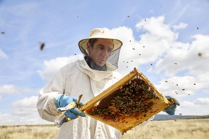 Casado extrae cuadros repletos de miel. A causa de la varroa y otros contratiempos, en los últimos años ha perdido unas 150 colmenas de las 300 que tenía. Según la época, en cada colmena pueden vivir entre 30.000 y 80.000 abejas. El apicultor afirma que seguirá en la brecha: “Me apasiona y doy gracias por haber descubierto este mundo”.