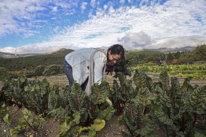 Natalia Sánchez recoge acelgas rojas en el huerto propio del restaurante Coque, situado en El Escorial. 