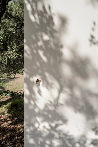 Una mariposa 'Vanessa atalanta' fotografiada a la sombra de la encina.
