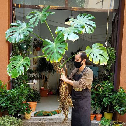 Plantas Luego Existes abastece de plantas tropicales al céntrico barrio de La Latina.