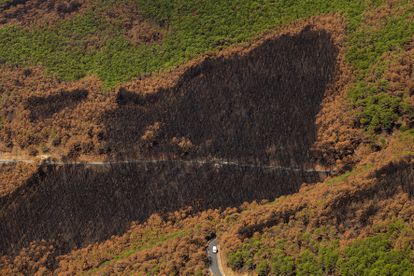 Vista de una zona quemada por el incendio forestal en la Sierra Bermeja, que afectó hace un mes a la localidades de Estepona, Genalguacil y Jubrique (Málaga), este jueves.