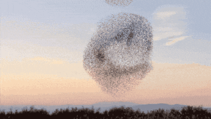 Un halcón (que apenas se ve) intentando cazar un grupo de estorninos.